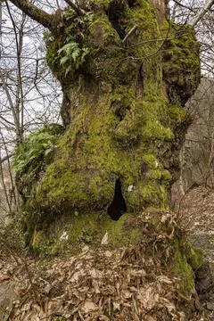 An ancient hollow chestnut tree with moss on its bark Stock Photos