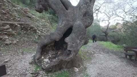 Ancient Hollow Plane Tree Trunk on Forest Trail with Hikers in Winter Stock Footage 338104183