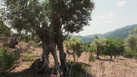 An ancient, hollow-trunked olive tree stands prominently in a rustic grove Stock Footage 337726211
