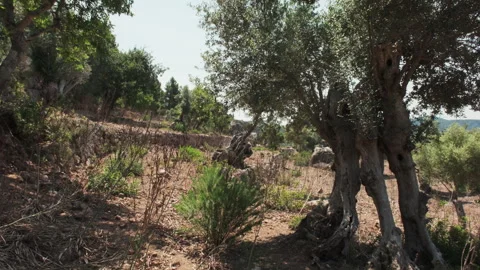 Ancient, hollow-trunked olive tree stands amidst wild grasses and rustic stone Stock Footage 337726226