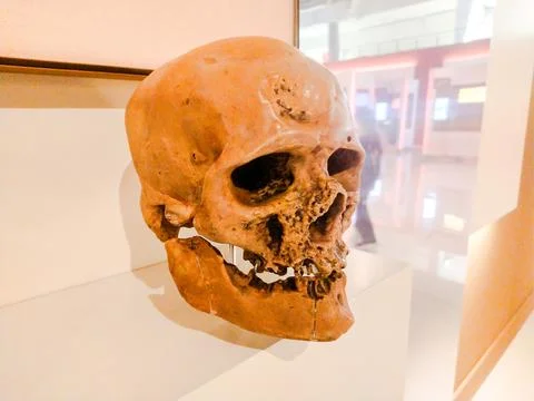 This ancient human skull exhibit represents archaeology and evolution. Its we Stock Photos