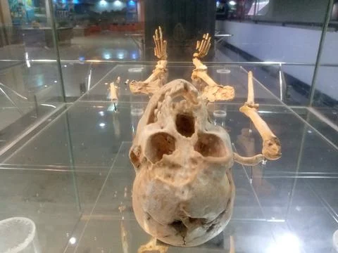 Ancient human skull Stock Photos