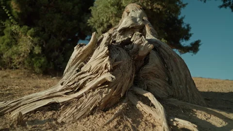 Ancient juniper tree against sunny landscape Stock Footage 303000606