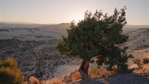 Ancient Juniper Tree on Desert Ridge at Golden Hour with Vast Canyon Views. Vídeo Stock 340592053