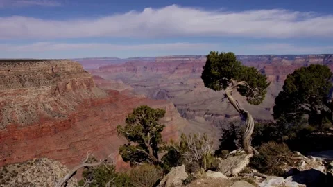 Ancient juniper tree stands on rim of Grand Canyon Stock Footage 329762028