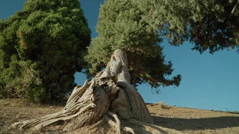 An ancient juniper tree stands tall against a clear blue sky. Stock Footage 287119281