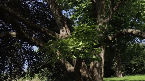 Ancient Large Tree with Thick Trunk and Spreading Green Foliage 스톡 동영상 342266349