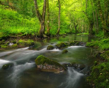 Ancient large trees seem to dance on the banks of a river Stock Photos