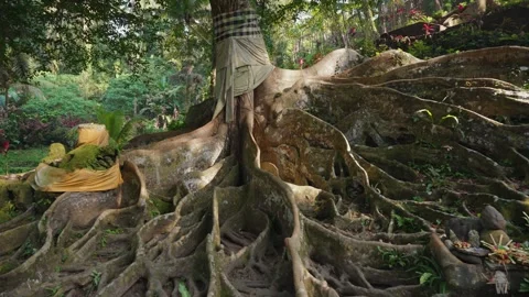 Ancient large tropical tree rootsdense vegetation Goa Gajah Ubud, Bali Stock-Footage 344020888