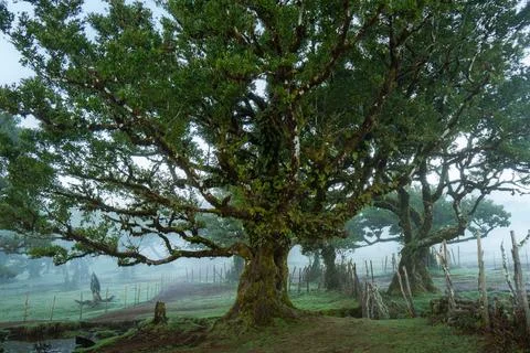 Ancient laurel forest landscape with large trees, moss, and mist, creating .. Stock Photos