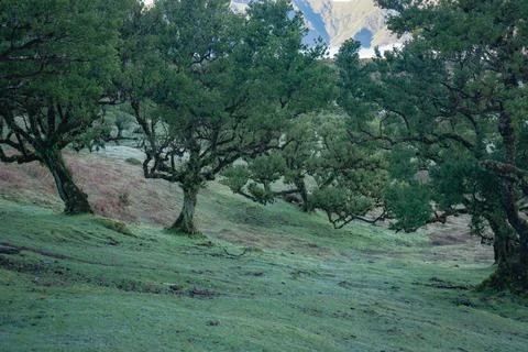 Ancient laurel forest landscape with sparse trees on a green, frosty hillsi.. Stock Photos