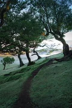 Ancient laurel forest path winds through misty hills, inviting exploration .. Stock Photos