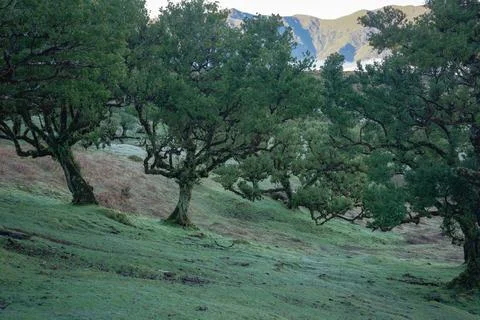 Ancient laurel forest trees on a lush green hillside with mountains in the .. Stock Photos