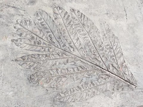 Ancient leaf Foto stock