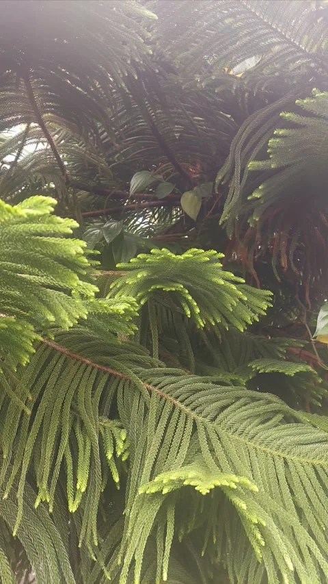 Ancient Leaf Plant, Vertical Video Video stock 304610080