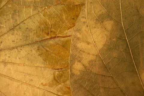 Ancient leaf texture. Weathered leaf pattern illustrating brittle edges and.. Stock Photos