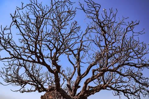 Ancient leafless tree standing in front of a historic temple at Hampi Stock Photos