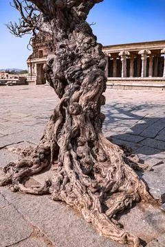 Ancient leafless tree standing in front of a historic temple at Hampi Stock Photos