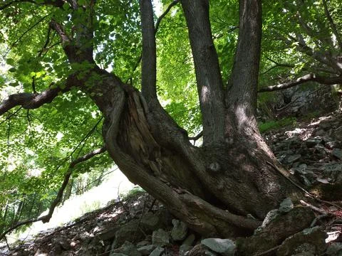 Ancient lime on a slope Stock Photos