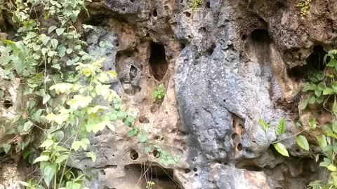 The Ancient Limestone Cave Stock Footage 330274209