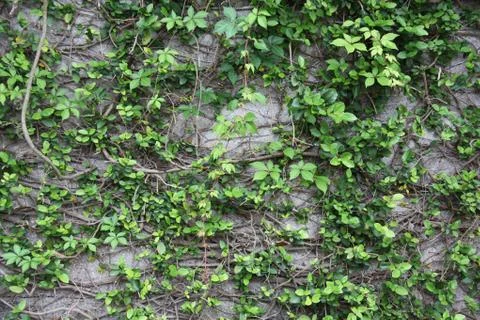 Ancient limestone wall Stock-Fotos