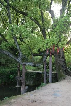 Ancient-looking tree canopy with red ribbons and wooden supports over a qui.. Stock Photos