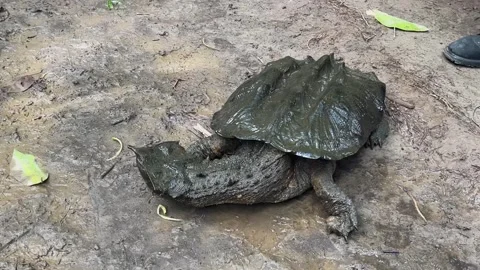 Ancient-Looking Turtle Crawling Through the Mud Stock Footage 305417780