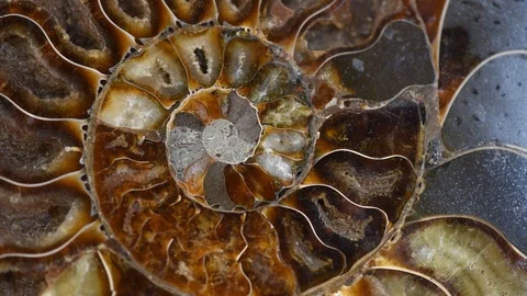 Ancient macro abstract texture Background. Polished ammonite fossil shell Stock Footage 125745049