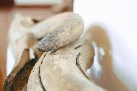 Ancient mammoth bones Stock Photos