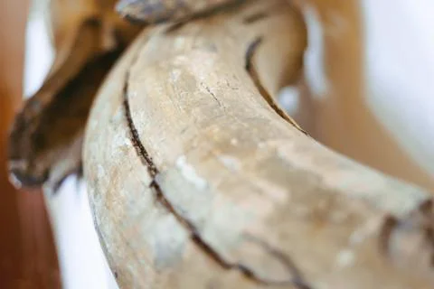 Ancient mammoth bones Stock Photos