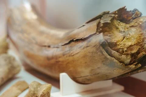 Ancient mammoth bones Stock Photos