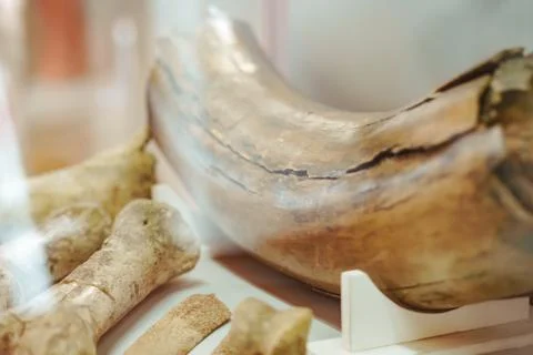 Ancient mammoth bones Stock Photos