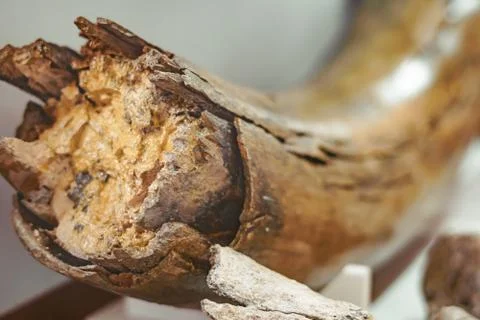Ancient mammoth bones 库存照片