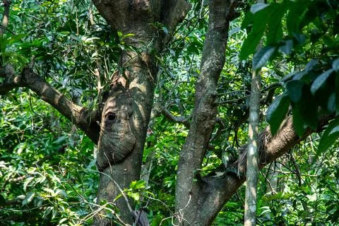 Ancient mango tree trunk with natural hollow nest in deep forest. Stock Photos