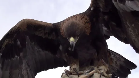 Ancient Method of Hunting 4K 2 TZ Stock Footage 280405714