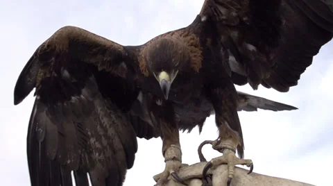 Ancient Method of Hunting Stock Footage 33531464