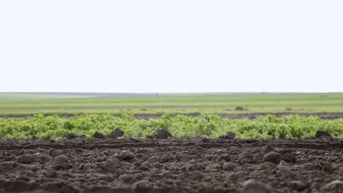 The ancient method of processing fields. Agriculture, using a horse and plow Stock Footage 76079570