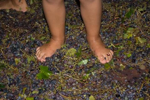 Ancient method to produce wine in which feet crush the grapes after the grape Stock Photos
