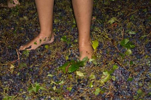 Ancient method to produce wine in which feet crush the grapes after the grape 库存照片