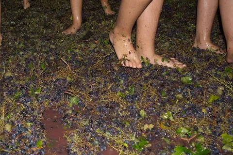 Ancient method to produce wine in which feet crush the grapes after the grape 스톡 사진