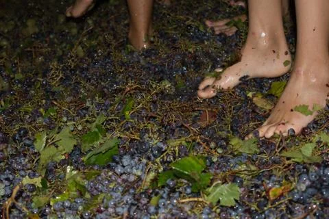 Ancient method to produce wine in which feet crush the grapes after the grape Stock Photos