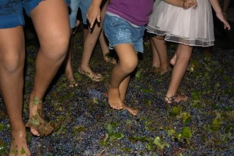 Ancient method to produce wine in which feet crush the grapes after the grape Stock Photos