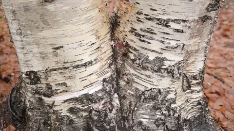 Ancient mill in Malye Korely Stock Footage 83559575