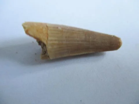 Ancient Mosasaurus tooth Stock Photos