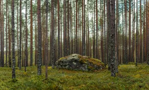 Ancient moss-covered boulder resting among tall pine trees in a dense borea.. Stock Photos
