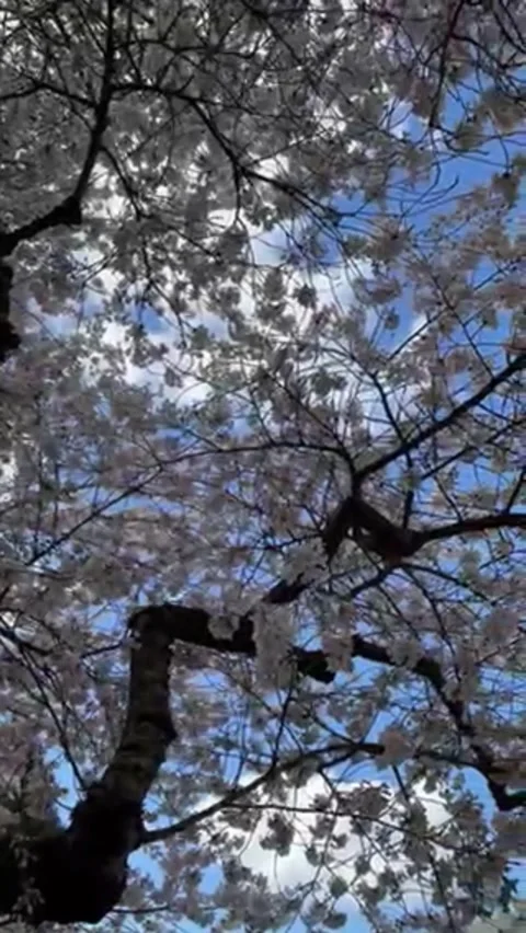 Ancient Moss-Covered Cherry Blossom Tree in Full Bloom, Seattle 動画素材 331493830