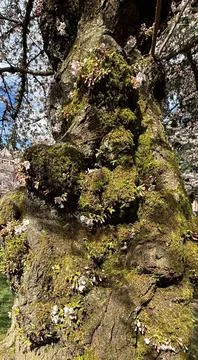Ancient Moss-Covered Cherry Blossom Tree, University of Washington, Seattle Stock Photos