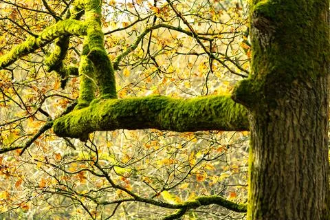 Ancient Moss-Covered Tree at Kamp Westerbork Memorial Site Foto stock