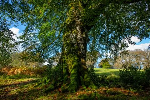 An ancient moss covered tree with a twisted trunk on Cornish woodland Stock Photos