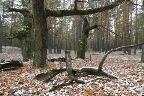 Ancient moss-covered trees stand in a forest with fallen leaves and a dusti.. Stock Photos
